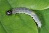 Archips sp.